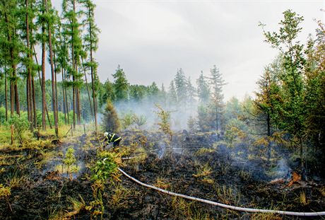 Poár hektaru lesa v Týn nad Bevou na Perovsku