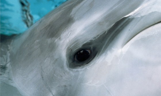 Delfíni rok po ropné katastrof v Mexickém zálivu trpli celou adou nemocí (ilustraní foto).