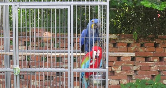 Pro Vlastimila Škrháka se stali papoušci celoživotní vášní.