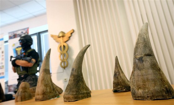 Policisté a celníci dopadli gang, který z Afriky pašoval 24 rohů nosorožců.