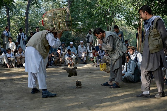 Koroptví zápasy v parku v afghánském Kábulu (5. ervence 2013)