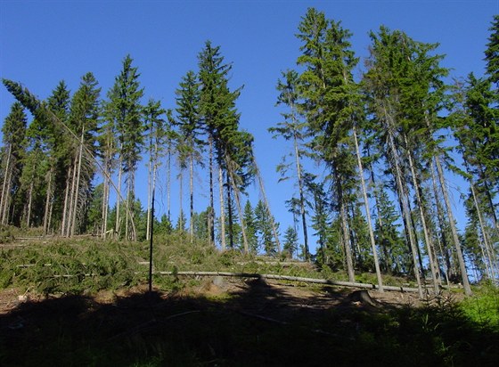 Naezané stromy v lese Chlívce v CHKO Broumovsko