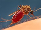 etnost kousnutí komárem je u jednotlivých lidí individuální.