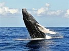 "Stali jsme se tu leny asociace Globice na pozorování kytovc (velryb a