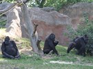Obvykle praské gorily sbírají po výbhu kousky zeleniny, meloun mají jen...