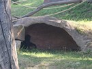 Kiburi si hraje v jeskyni venkovního výbhu.