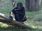Kiburi si uívá i pozornost nátvník praské zoo.