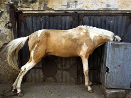 KOSKÝ OBD. K pojídá trávu z velkého kontejneru na farm v indickém Dillí.