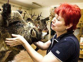 Iveta Macourková pipravuje poslední úpravu divokého prasete, zbývá jet...