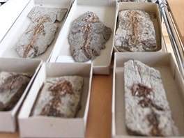 Zkamenliny z obdob prvohor nalezen v Podkrkono.