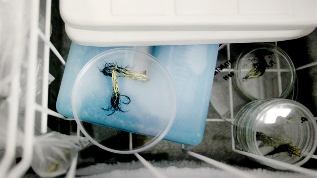 Mal antarktida v laboratoch Masarykovy univerzity v Brn, mrazk pro uchovn liejnk