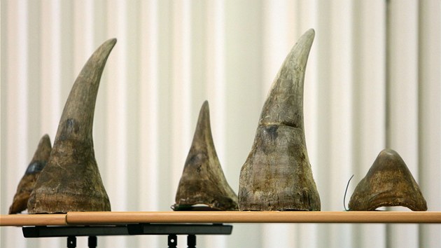 Policisté a celníci dopadli gang, který z Afriky pašoval 24 rohů nosorožců. Jejich hodnota se odhaduje na 100 milionů korun.. (23. července 2013)
