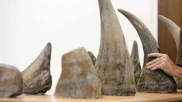 Policisté a celníci dopadli gang, který z Afriky pašoval 24 rohů nosorožců. Jejich hodnota se odhaduje na 100 milionů korun.. (23. července 2013)