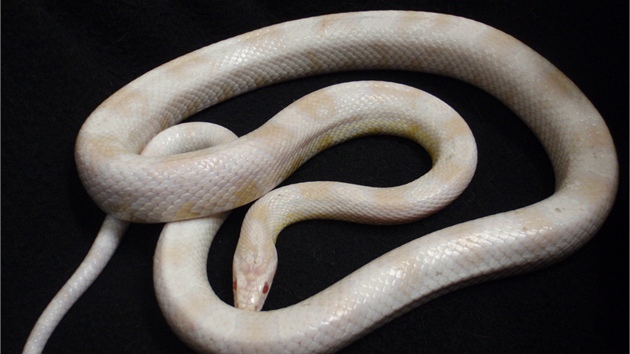 Strážníky přivolali i na tohoto exotického hada. Jednalo se ale o obyčejnou užovku - albína.