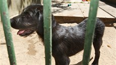 Psí útulek v Lysé nad Labem