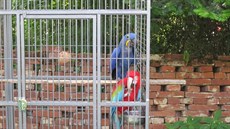 Nezraněný papoušek následně putoval zpět do klece za svým papouščím kamarádem.