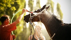 Na závodi�ti v Pardubicích kv�li vedru p�esunuli za�átek ned�lních dostih� u�...