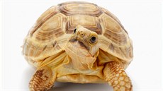 Ilustra�ní snímek