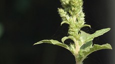 Laskavec ohnutý (Amaranthus retroflexus), jednoletý jarní plevel.  Dříve se...