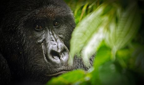 Jedním z ohroených druh ijících v parku Virunga je i gorila horská.
