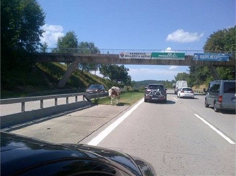 Policisté na 37. kilometru dálnice D1 odchytávali zatoulanou krávu (4. srpna