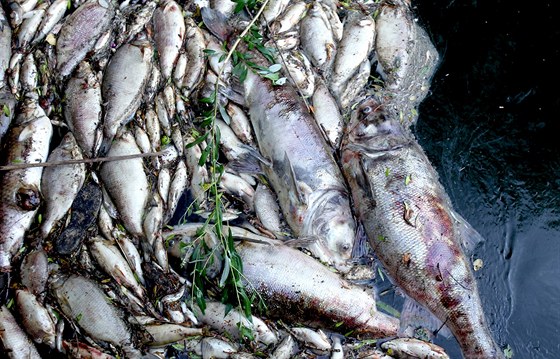 Mrtvé ryby zachycené na jezu u obce Bulhary a na dalších místech pod...