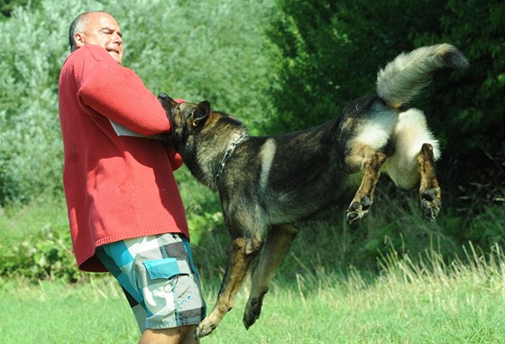 Ukázka výcviku policejních ps krajského editelství v areálu v Trmicích u Ústí