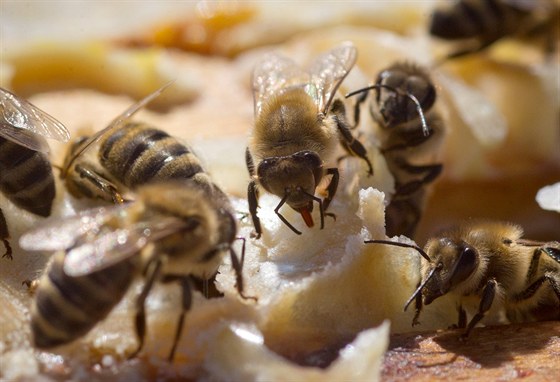 Včel bylo v ukradených úlech dle záznamů policie na třicet tisíc. (Ilustrační snímek)