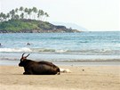 Pláe v indickém stát Goa jsou vyhledávanou turistickou destinací. Na pláí se