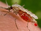 Komár Anopheles stephensi se krmí krví lidského hostitele. Ze zadeku u...