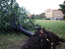 Stromy padaly pod silou vtru i na Vítzném námstí v Praze 6.
