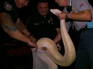 Pozor na úklid v kln. Mue na Florid vylekal tymetrový had.