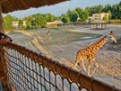Safarikemp v dvorské zoo