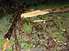 Silný vichr v nedli veer vyvrátil strom u stadionu zbrojovky. Padající vtve
