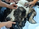 Hasii zachránili hlídacího psa uvízlého v asfaltové kalui