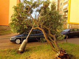Na sídliti v Chocni silný vítr, který nedlní boui doprovázel, vyvrátil strom...