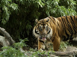 TYGR. Dvanáctiletý sumaterský tygr Kavi se plíí svým územím ve Smithsonovské...