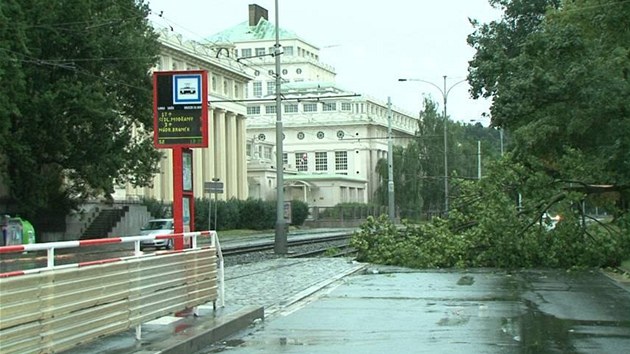 Spadlý strom v Praze-Podolí (4.8.2013)