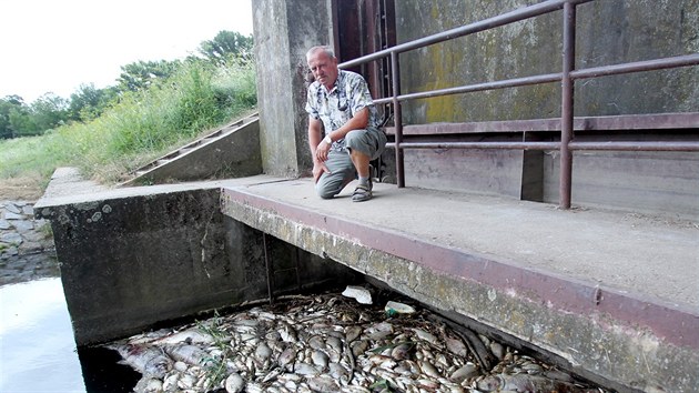 Mrtvé ryby zachycené na jezu u obce Bulhary a na dalších místech pod novomlýnskými nádržemi lidé začali sledovat už v pondělí ráno.