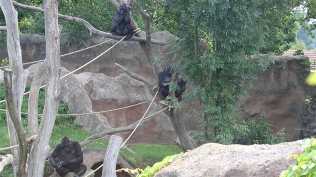 Vlevo Shinda, uprost�ed Bikira, vpravo Kijivu. Srpnov� pohoda ve venkovn�m v�b�hu pavilonu  goril pra�sk� zoo