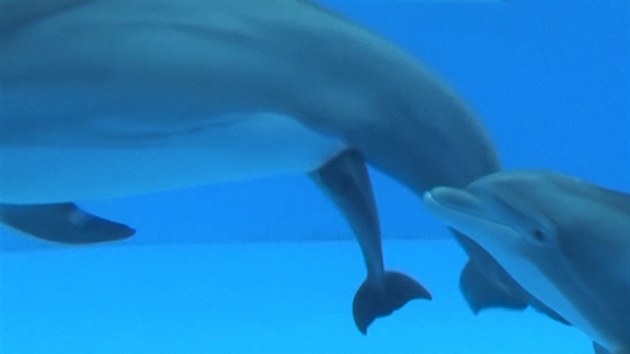 Narozen delfnho mldte v zoo v americkm Brookfieldu