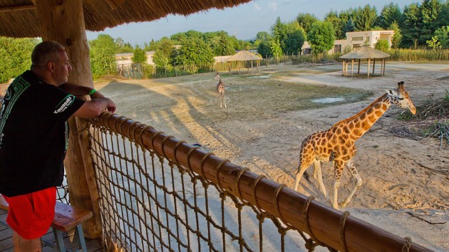 Safarikemp v dvorsk zoo