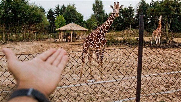 Safarikemp v dvorsk zoo