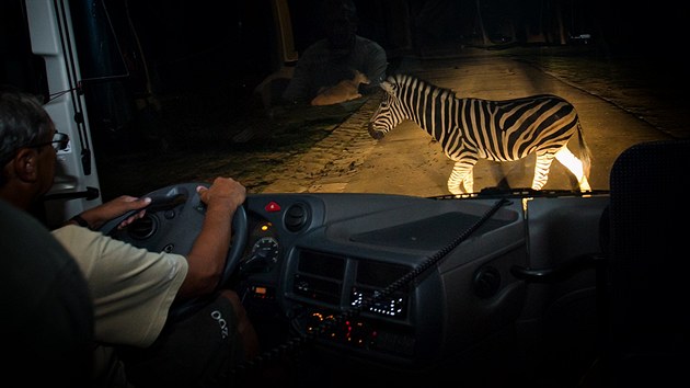 Non safari projka v dvorsk zoo