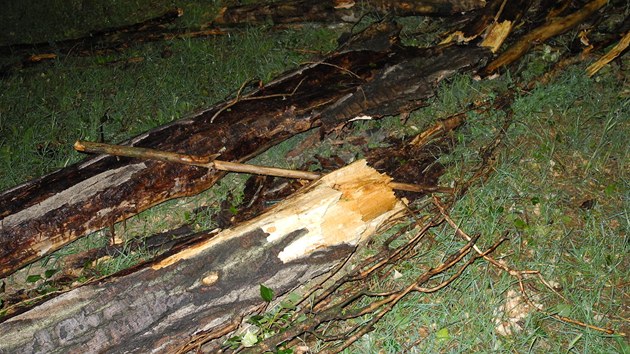 Siln vichr v nedli veer vyvrtil strom u stadionu zbrojovky. Padajc vtve zranily dv eny a dv dti.