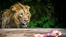 Lev indický Brahma v Zoo Dvr Králové nad Labem.