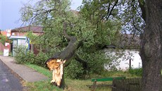 Nemocná lípa U kíku ve Stíbrné Lhot podlehla nedlní vichici. Pesn tak,...