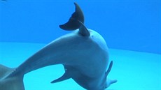 Jak je u porod delfín bné, i mlád v zoo v americkém Brookfieldu se rodilo...
