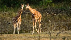 Safarikemp v královédvorské zoo se pyní atmosférou Afriky a inspiraci hledá v afrických národních parcích a zahradách.