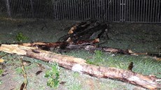 Silný vichr v nedli veer vyvrátil strom u stadionu zbrojovky. Padající vtve